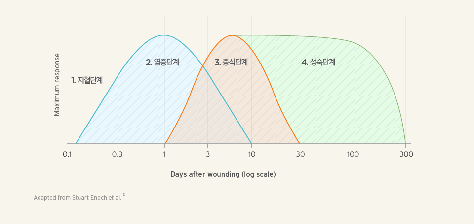 상처의 치유단계